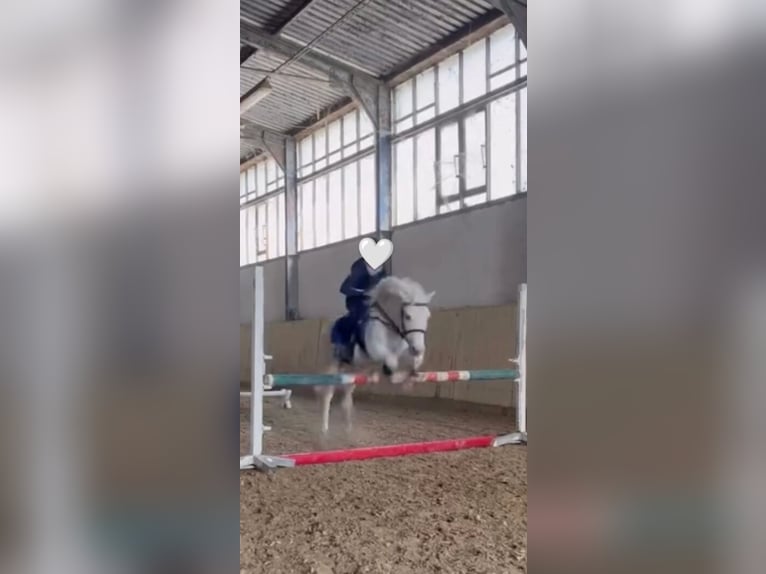 Welsh-D Mix Wallach 10 Jahre 135 cm Schimmel in Bratislava