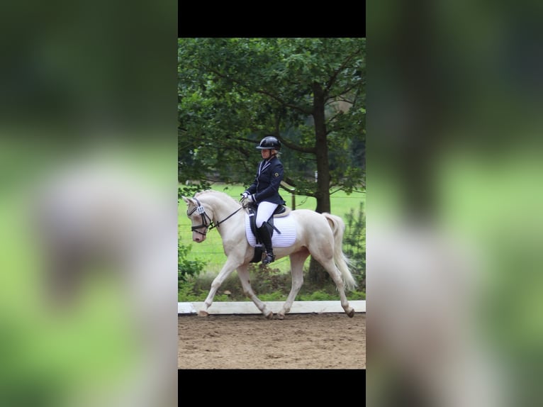 Welsh-D Wallach 10 Jahre 137 cm Cremello in Dahlenburg
