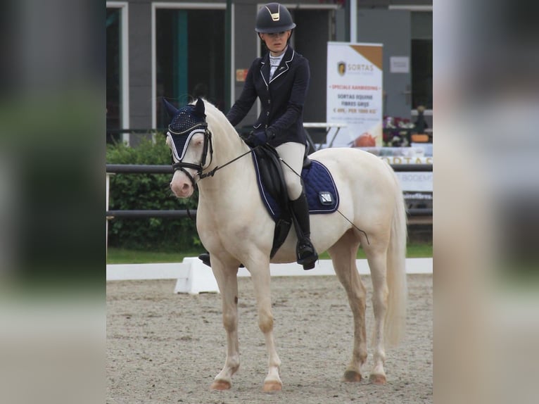 Welsh-D Wallach 10 Jahre 137 cm Cremello in Dahlenburg