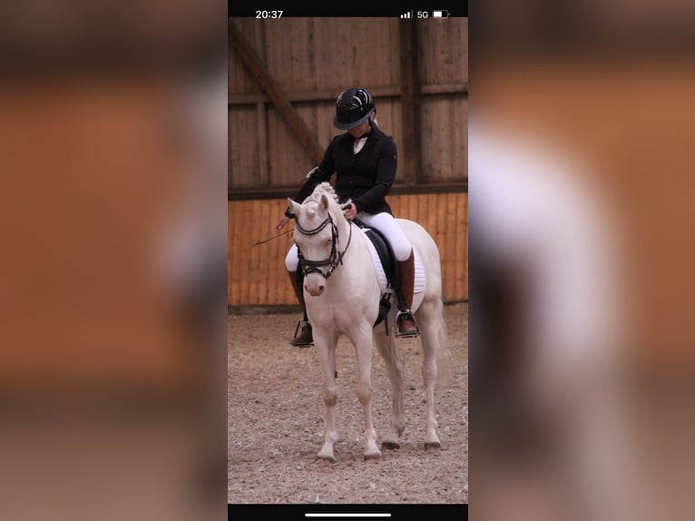 Welsh-D Wallach 10 Jahre 137 cm Cremello in Dahlenburg
