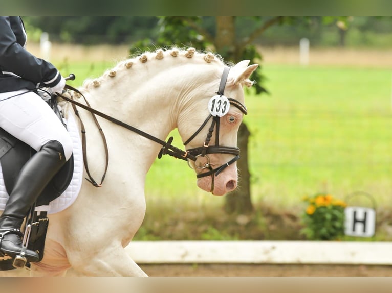 Welsh-D Wallach 10 Jahre 137 cm Cremello in Dahlenburg