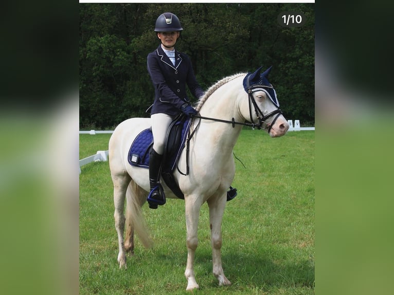 Welsh-D Wallach 10 Jahre 137 cm Cremello in Dahlenburg