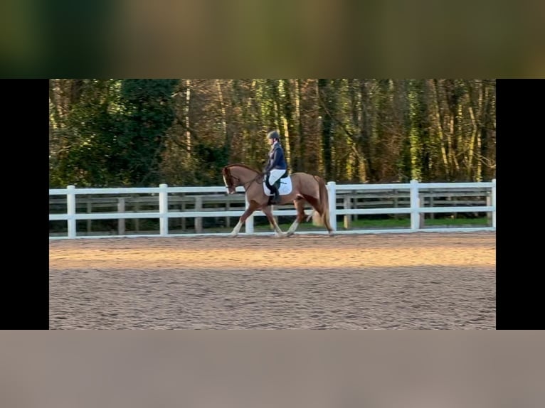 Welsh-D Wallach 10 Jahre 142 cm Dunkelfuchs in Herefordshire