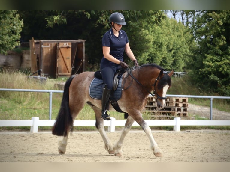 Welsh-D Wallach 10 Jahre 148 cm Roan-Bay in Breckerfeld