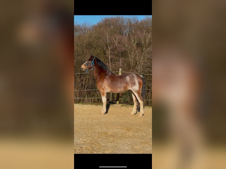 Welsh-D Wallach 10 Jahre 148 cm Roan-Bay in Breckerfeld