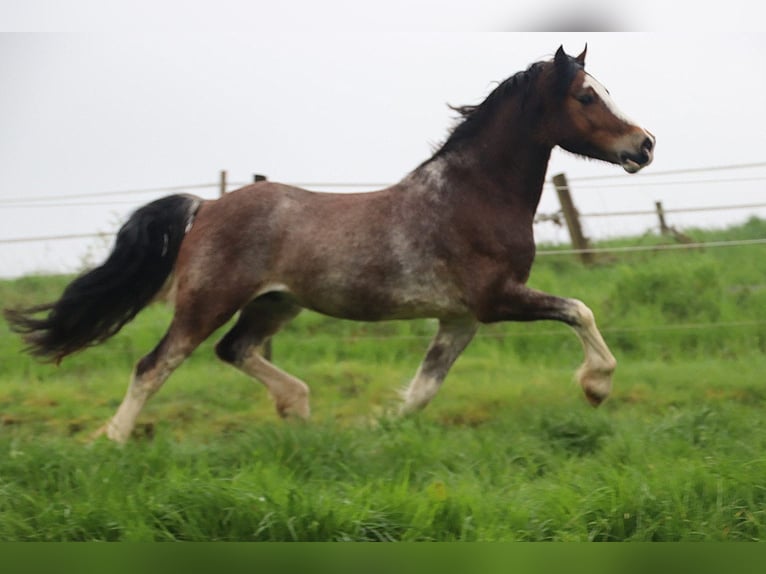Welsh-D Wallach 10 Jahre 148 cm Roan-Bay in Breckerfeld