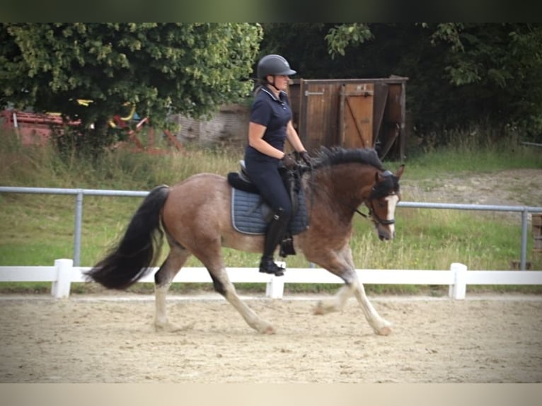 Welsh-D Wallach 10 Jahre 148 cm Roan-Bay in Breckerfeld