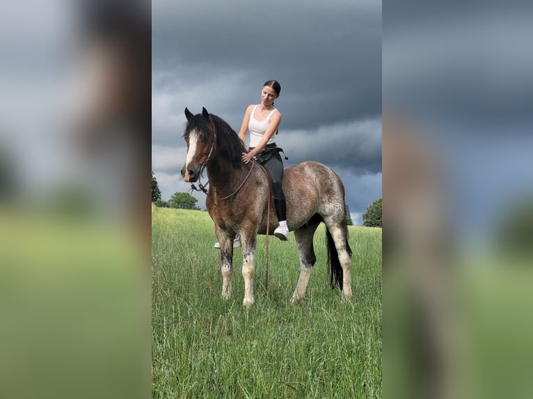 Welsh-D Wallach 10 Jahre 148 cm Roan-Bay in Breckerfeld