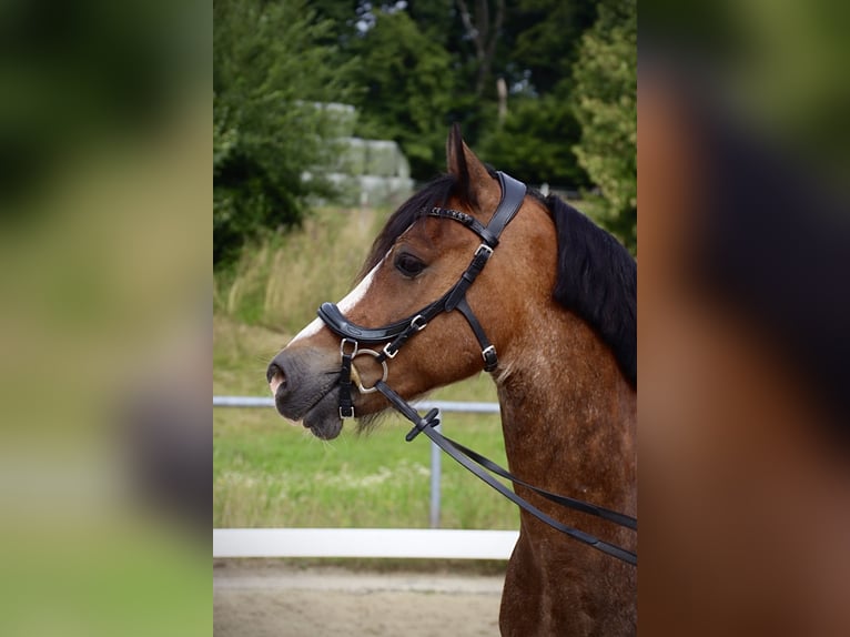 Welsh-D Wallach 10 Jahre 148 cm Roan-Bay in Breckerfeld