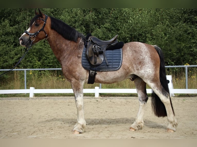 Welsh-D Wallach 10 Jahre 148 cm Roan-Bay in Breckerfeld