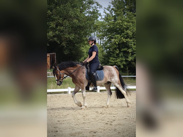 Welsh-D Wallach 10 Jahre 148 cm Roan-Bay in Breckerfeld