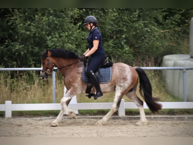 Welsh-D Wallach 10 Jahre 148 cm Roan-Bay in Breckerfeld