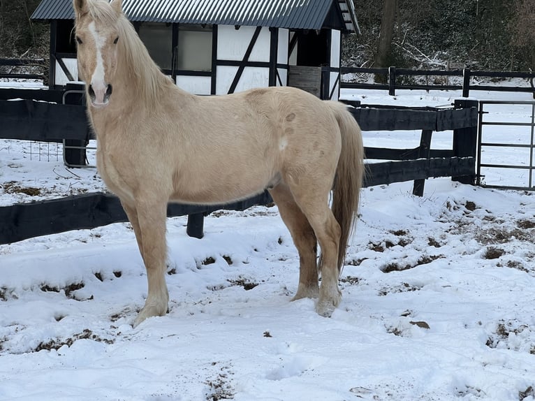 Welsh-D Wallach 10 Jahre 150 cm Palomino in Eitorf