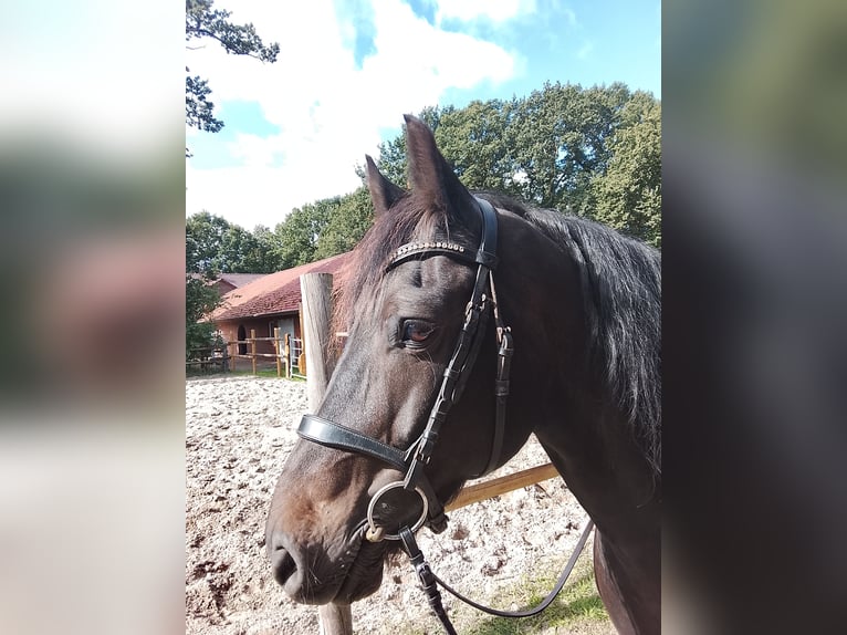 Welsh-D Wallach 10 Jahre 153 cm Dunkelbrauner in Friesoythe