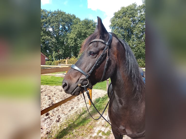 Welsh-D Wallach 10 Jahre 153 cm Dunkelbrauner in Friesoythe