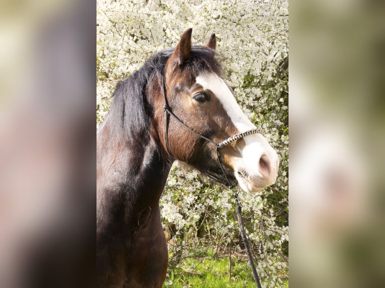 Welsh-D Wallach 10 Jahre 155 cm Brauner in Neumarkt-Sankt Veit
