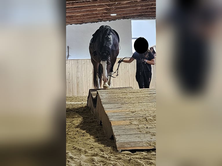Welsh-D Wallach 10 Jahre 155 cm Brauner in Neumarkt-Sankt Veit