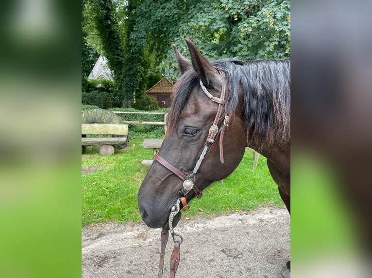 Welsh-D Wallach 10 Jahre 163 cm Dunkelbrauner in Grabau