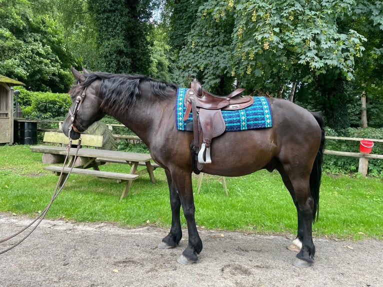 Welsh-D Wallach 10 Jahre 163 cm Dunkelbrauner in Grabau