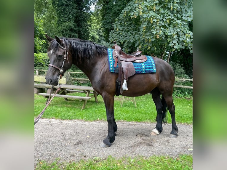 Welsh-D Wallach 10 Jahre 163 cm Dunkelbrauner in Grabau
