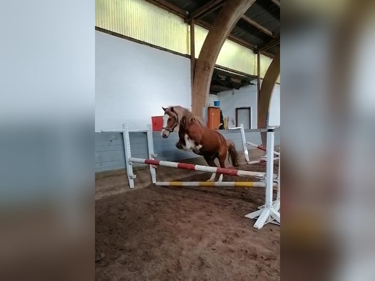 Welsh-D Wallach 10 Jahre  in Visselhövede