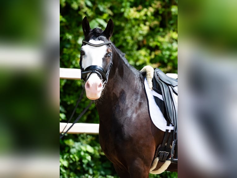 Welsh-D Wallach 11 Jahre 142 cm Rappe in S&#xF6;rup