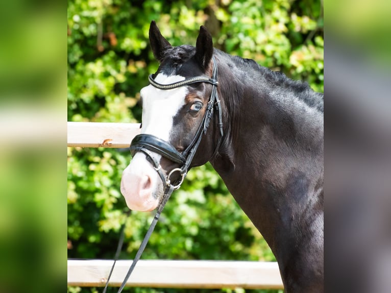Welsh-D Wallach 11 Jahre 142 cm Rappe in S&#xF6;rup