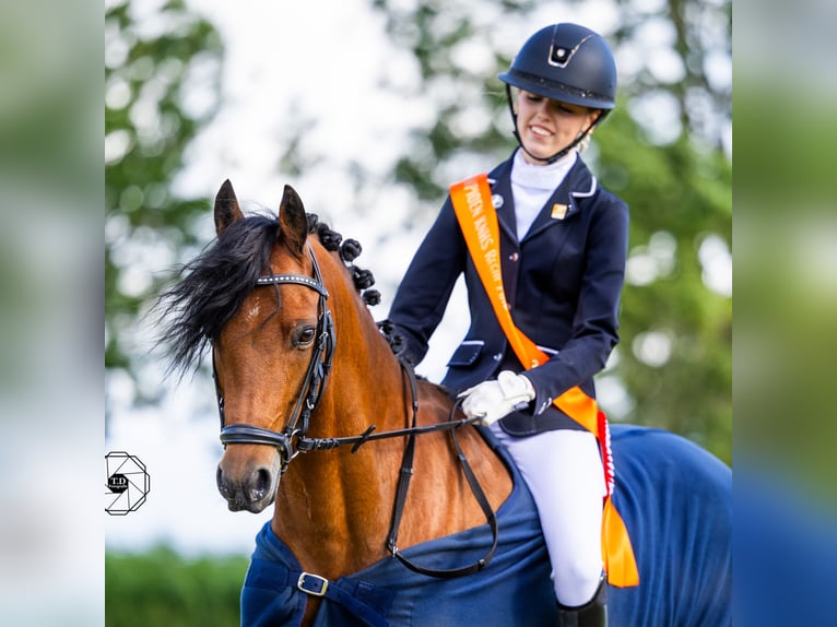 Welsh-D Wallach 11 Jahre 144 cm Brauner in Dirksland