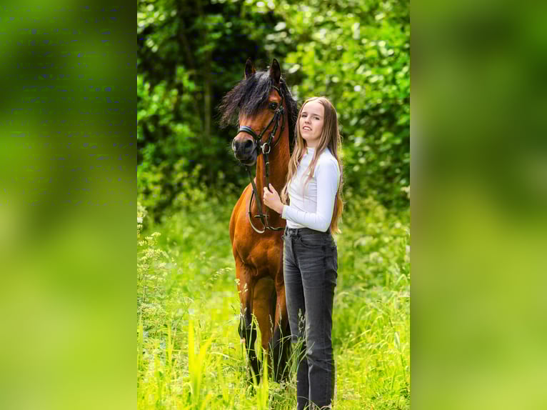 Welsh-D Wallach 11 Jahre 144 cm Brauner in Dirksland