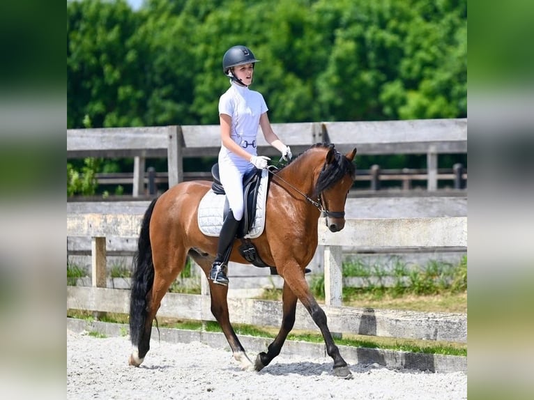 Welsh-D Wallach 11 Jahre 144 cm Brauner in Dirksland