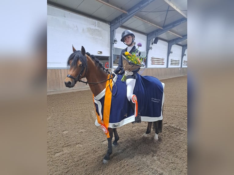Welsh-D Wallach 11 Jahre 144 cm Brauner in Dirksland