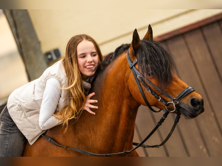 Welsh-D Wallach 11 Jahre 144 cm Brauner in Dirksland