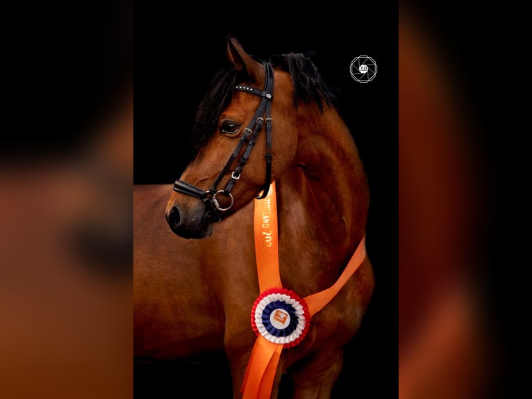 Welsh-D Wallach 11 Jahre 144 cm Brauner in Dirksland