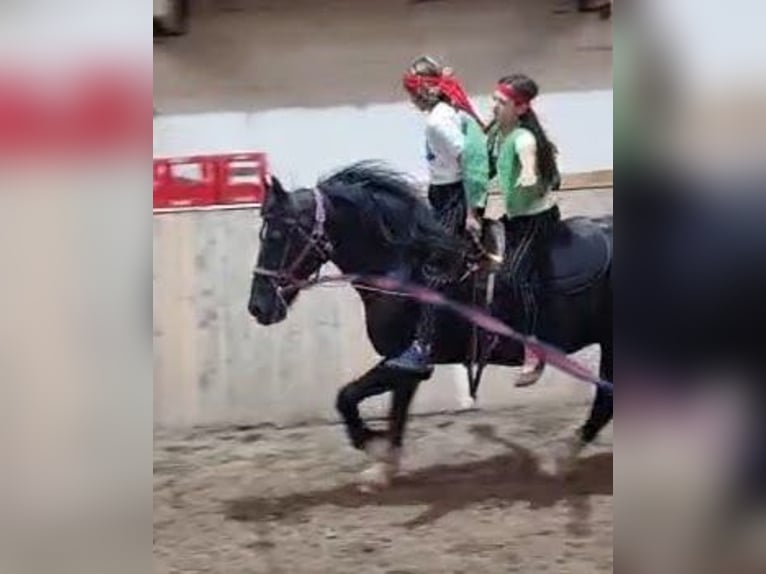 Welsh-D Wallach 11 Jahre 146 cm Rappe in Tosterglope