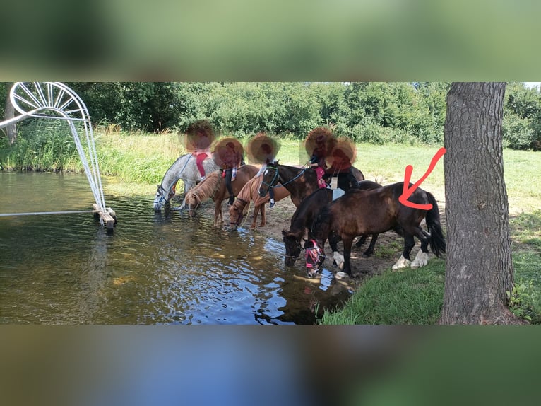 Welsh-D Wallach 11 Jahre 146 cm Rappe in Tosterglope