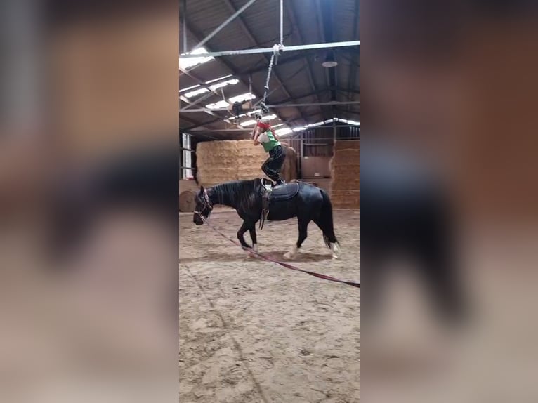 Welsh-D Wallach 11 Jahre 146 cm Rappe in Tosterglope