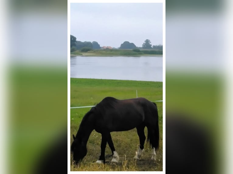 Welsh-D Wallach 11 Jahre 146 cm Rappe in Tosterglope
