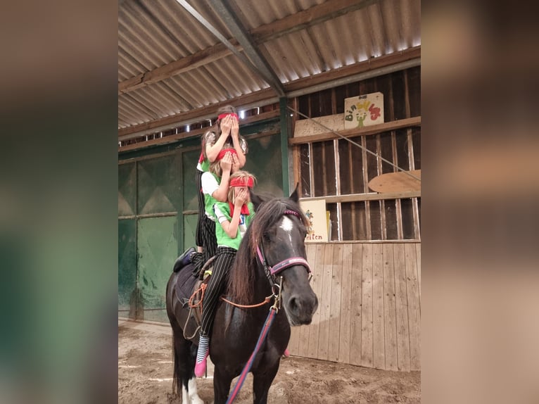 Welsh-D Wallach 11 Jahre 146 cm Rappe in Tosterglope