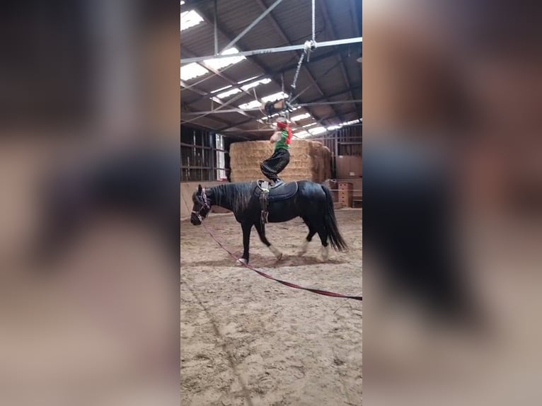 Welsh-D Wallach 11 Jahre 146 cm Rappe in Tosterglope