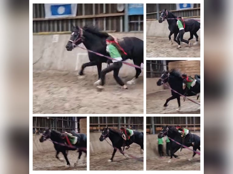 Welsh-D Wallach 11 Jahre 146 cm Rappe in Tosterglope