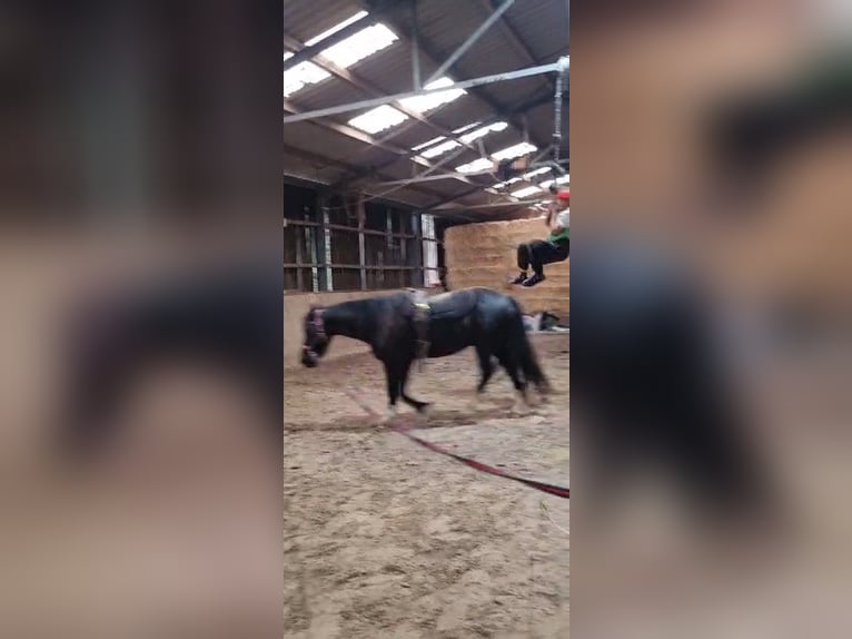 Welsh-D Wallach 11 Jahre 146 cm Rappe in Tosterglope