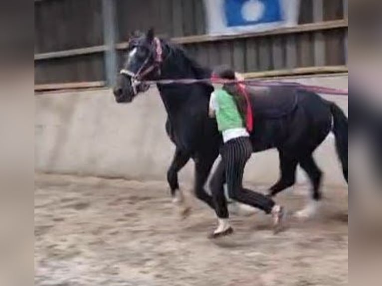 Welsh-D Wallach 11 Jahre 146 cm Rappe in Tosterglope