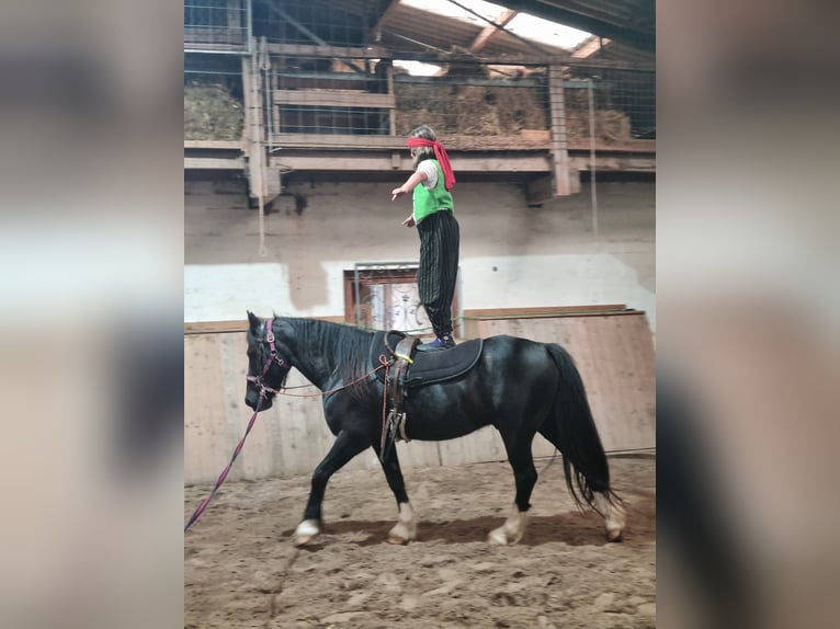 Welsh-D Wallach 11 Jahre 146 cm Rappe in Tosterglope