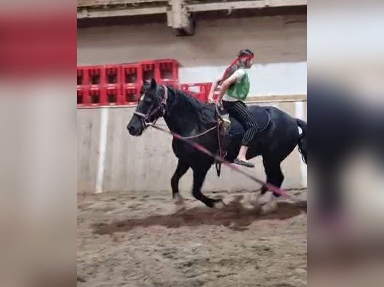 Welsh-D Wallach 11 Jahre 146 cm Rappe in Tosterglope