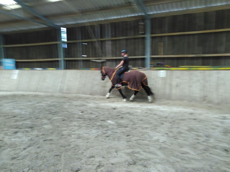 Welsh-D Wallach 11 Jahre 146 cm Rappe in Tosterglope