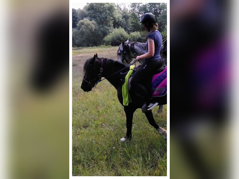 Welsh-D Wallach 11 Jahre 146 cm Rappe in Tosterglope