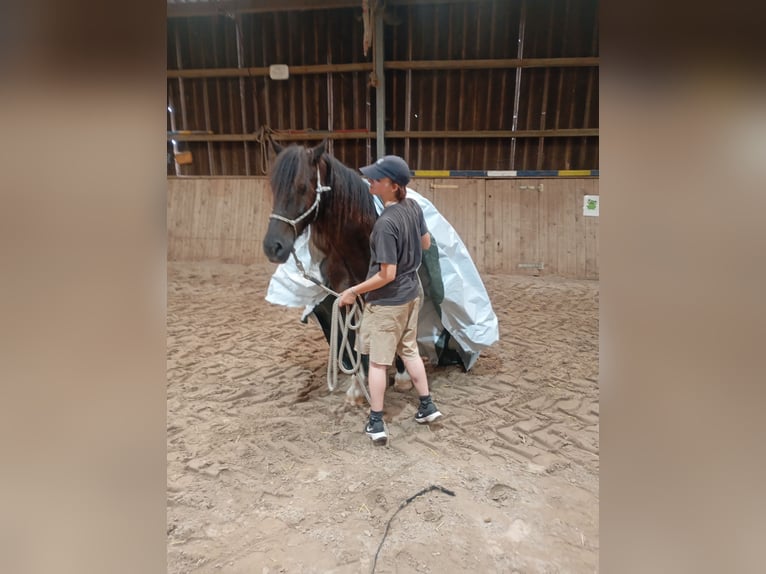 Welsh-D Wallach 11 Jahre 146 cm Rappe in Tosterglope