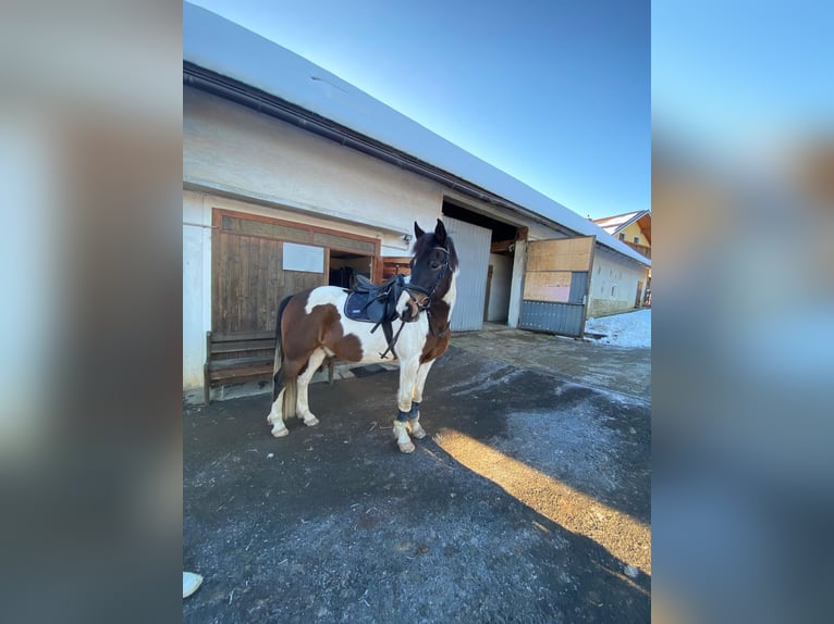 Welsh-D Wallach 11 Jahre 152 cm Schecke in Hitzendorf