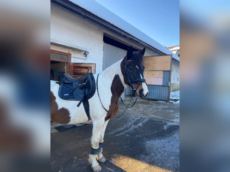 Welsh-D Wallach 11 Jahre 152 cm Schecke in Hitzendorf