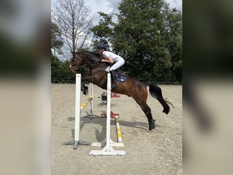 Welsh-D Wallach 11 Jahre 155 cm Brauner in Assen